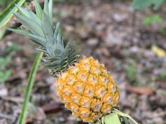 PHOTO ANANAS (Copy)