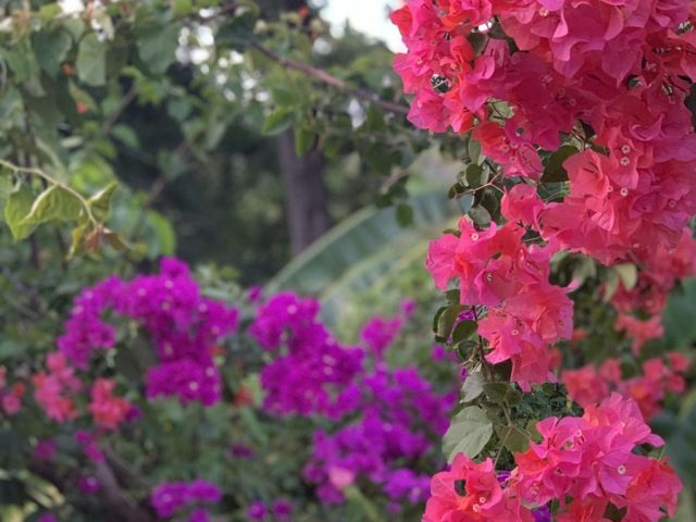 PHOTO BOUGAINVILLEIR (Copy)