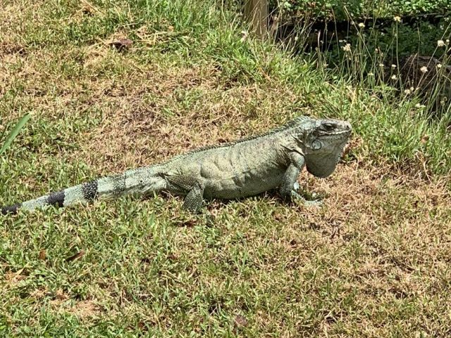 PHOTO IGUANE (Copy)