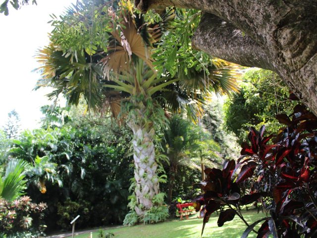 PHOTO JARDIN BOTANIQUE 4 (Copy)