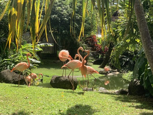 PHOTO JARDIN BOTANIQUE (Copy)